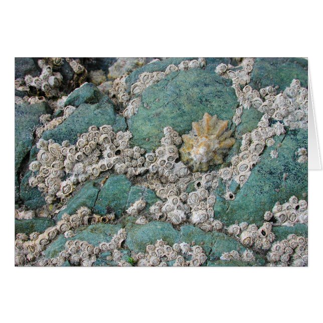 Lacey barnacles decorate green rock (Front Horizontal)