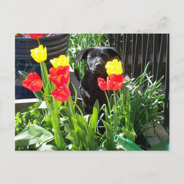 Lacquer Black German Shepherd Puppy Postcard (Front)