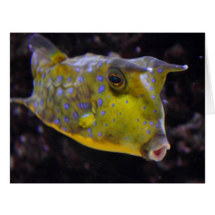 Lactoria cornuta