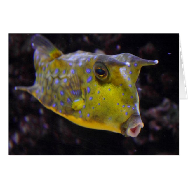 Lactoria cornuta (Front Horizontal)