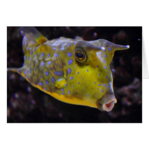 Lactoria cornuta