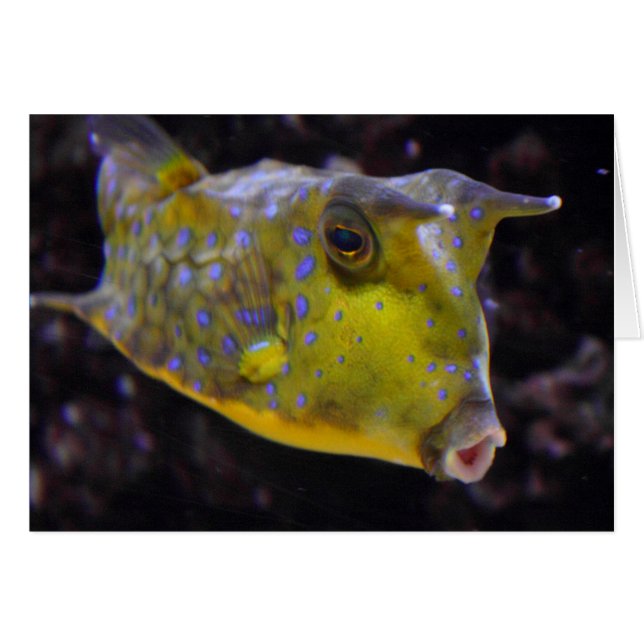 Lactoria cornuta (Front Horizontal)