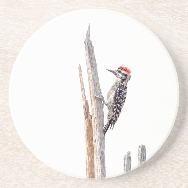 Ladder-Backed Woodpecker Coaster (Front)