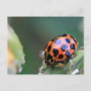 Lady bird postcard