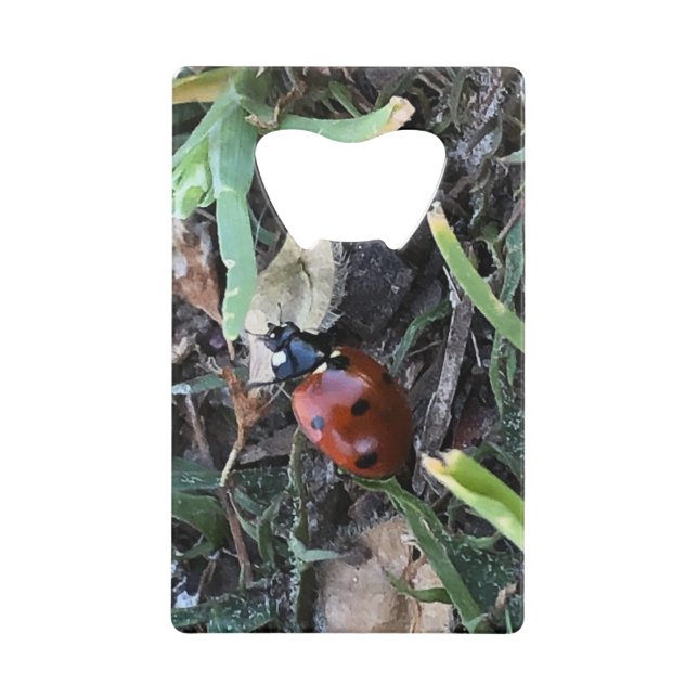 Lady Bug (Front)