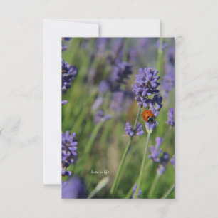 Lady Bug & Lavender Card
