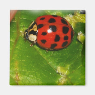 Lady Bug Magnet