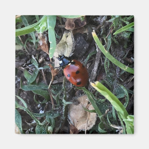 Lady Bug Magnet