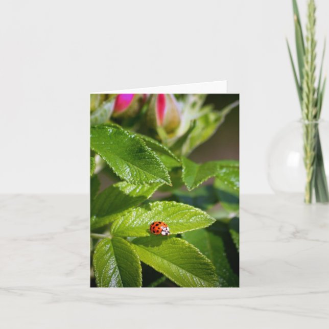 Lady bug on a leaf greeting card (Front)