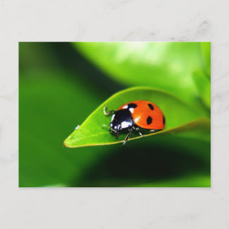 Lady Bug On A Leaf Postcard
