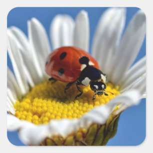 Lady bug on daisy postcard square sticker