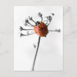 Lady Bug on Dill Flower with Dew Postcard