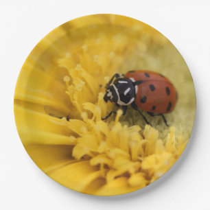 Lady bug paper plate