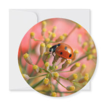 Lady Bug Party Invitation