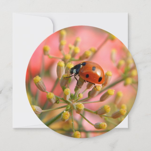 Lady Bug Party Invitation (Front)