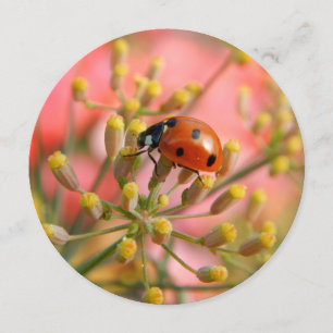 Lady Bug Party Invitation