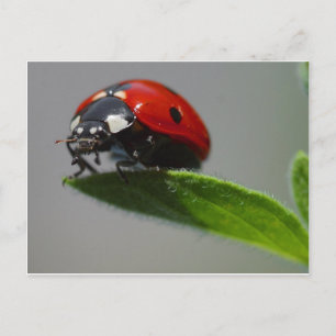 lady bug postcard