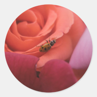 lady bug Roses Classic Round Sticker