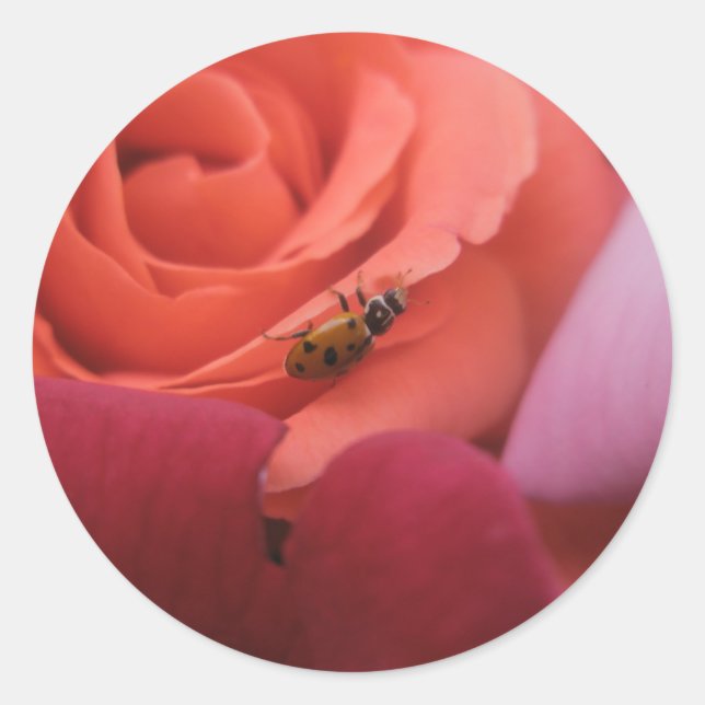 lady bug Roses Classic Round Sticker (Front)
