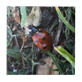 Lady Bug Tile