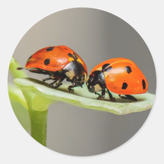 Lady Bugs  Round Sticker (Front)