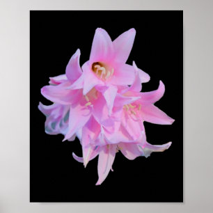 Lady Flowers (belladonna Lily) Whitebg Sticker Poster