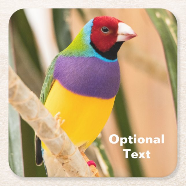 Lady Gouldian Finch Square Paper Coaster (Front)