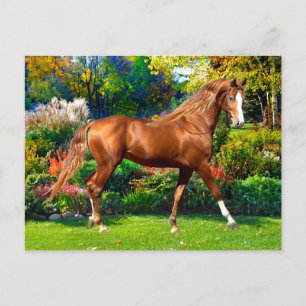 "Lady Jane"  Postcard