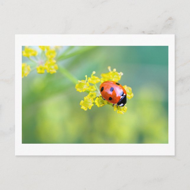 lady on top postcard (Front)