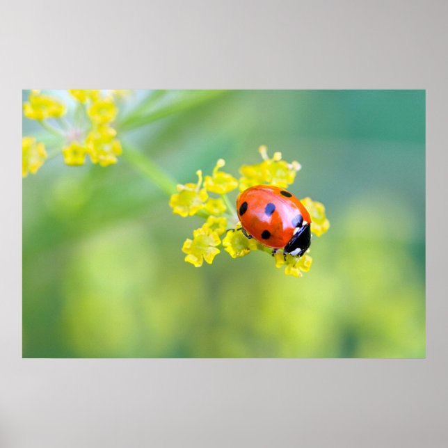 lady on top poster (Front)