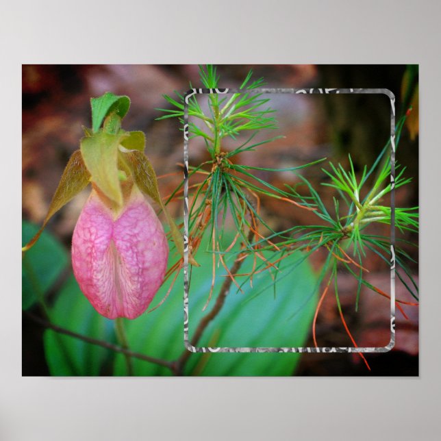 Lady Slipper Orchid Frame Add Your Photo Poster (Front)