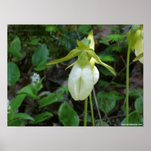Lady slipper poster