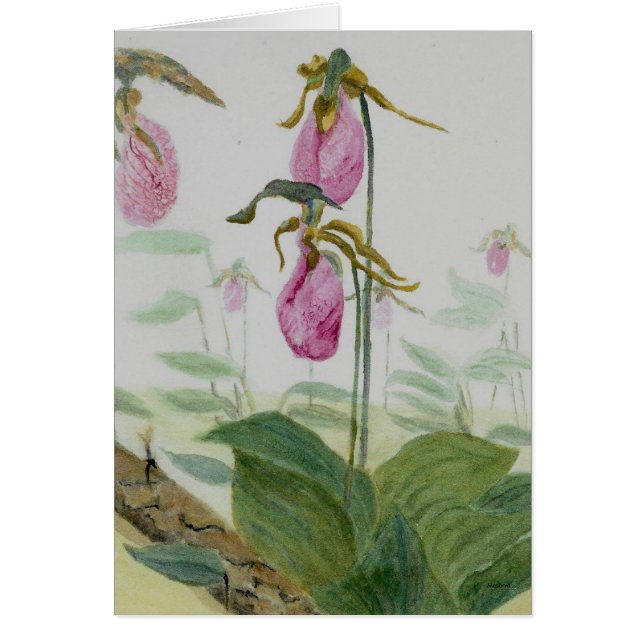 Lady Slippers (Front)