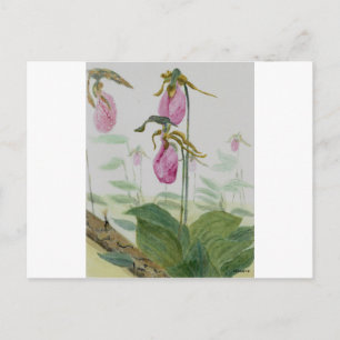Lady Slippers Postcard