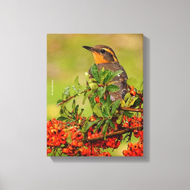 Lady Varied Thrush on the Pyracantha Bush Canvas Print (Front)