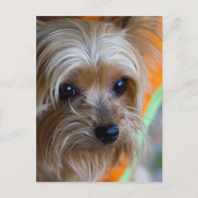 Lady Yorkshire Terrier Puppy Postcard (Front)