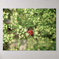 Ladybird [Art Print]