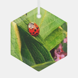 Ladybird Glass Tree Decoration
