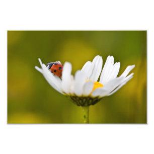Ladybird in Oxeye Daisy - Photo Print 12" x 8"