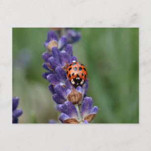 Ladybird loves lavender postcard