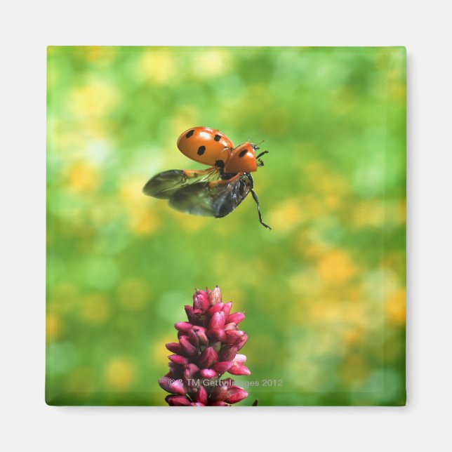 ladybird magnet (Front)
