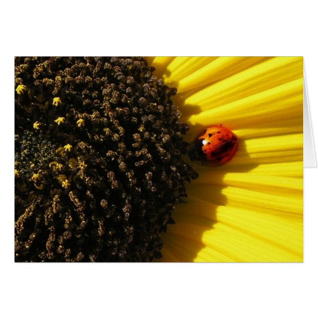 Ladybird on a sunflower (Front Horizontal)