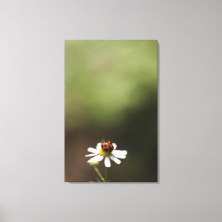 Ladybird on Chamomile Flower Canvas Print
