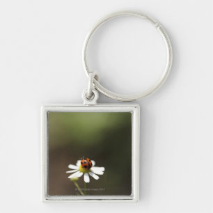 Ladybird on Chamomile Flower Key Ring