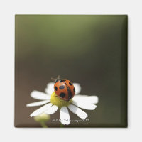 Ladybird on Chamomile Flower