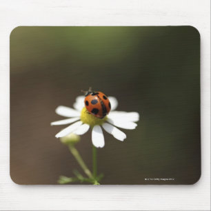 Ladybird on Chamomile Flower Mouse Pad