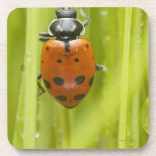 Ladybird on grass, close-up coaster