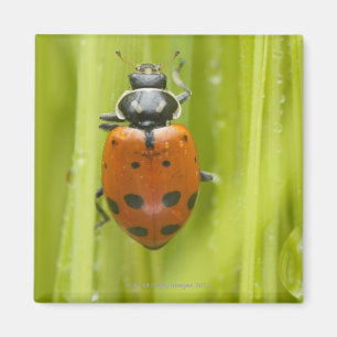 Ladybird on grass, close-up magnet