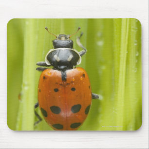 Ladybird on grass, close-up mouse pad
