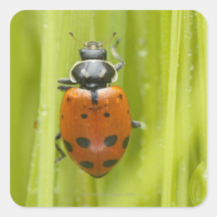 Ladybird on grass, close-up square sticker